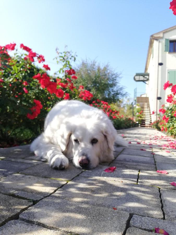 Casa Vacanze Angelica Ostra Vetere Esterno foto